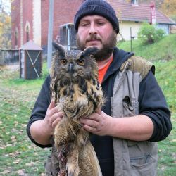 Výr sražený vlakem u Plas vážná zranění nepřežil