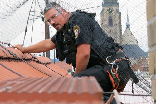 Zamotanou poštolku sundaval v Plzni strážník na laně. Fotogalerie