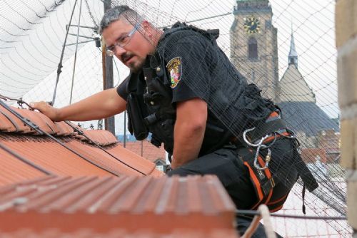 Foto: Zamotanou poštolku sundaval v Plzni strážník na laně. Fotogalerie