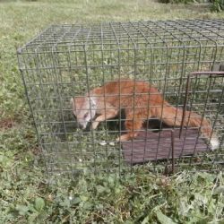Ze zoo utekla mangusta liščí, strážníci ji chytili u Domu pohádek