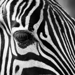 Zoo získá téměř 5,8 milionu korun na odstranění havarijních stavů  