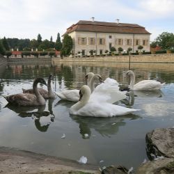 Zvířecí záchranáři se nezastaví: Pomáhají labutím, kachnám a také školí
