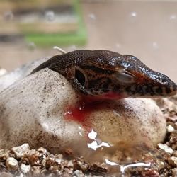Mláďata varana v Plzeňská zoo překvapují svou velikostí