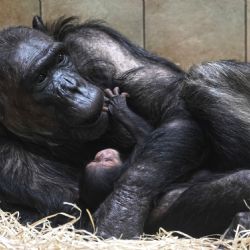 Plzeňská zoo bojuje s atopickým ekzémem šimpanzí hvězdy Caily