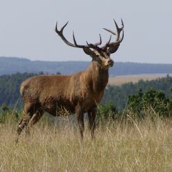 Za jeleny na Kvildu – Správa NP Šumava otevřela nové návštěvnické centrum 