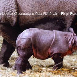 Jaký byl rok 2014 v plzeňské zoo?