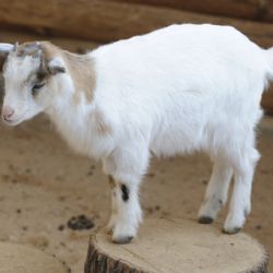 Kuřata a kozy nakupované Západočechy zatím porážejí knížky