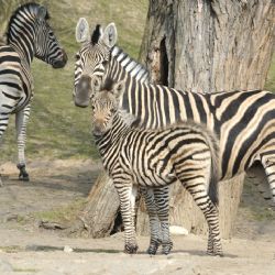 Jaro již přineslo plzeňské zoo mnoho přírůstků