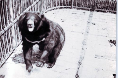 Foto: Kuriozity a záhady z historie plzeňské zoo