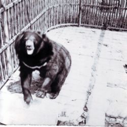 Kuriozity a záhady z historie plzeňské zoo