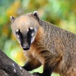 Centrální obvod Plzně pořádá zájezd pro děti do pražské ZOO. Ve středu spouští registrace 