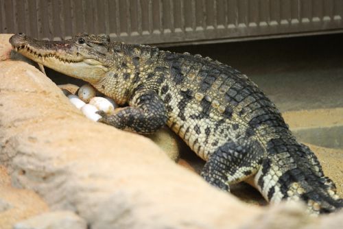 Obrázek - Rozmnoží Zoo Plzeň 3. druh krokodýla?