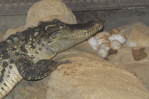 Foto: Rozmnoží Zoo Plzeň 3. druh krokodýla?