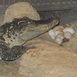 Rozmnoží Zoo Plzeň 3. druh krokodýla?