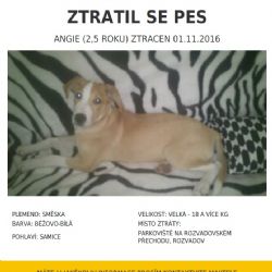 HLEDÁME ANGIE!