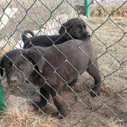 ŠTĚŇATA – KŘÍŽENCI LABRADORA A OVČÁKA