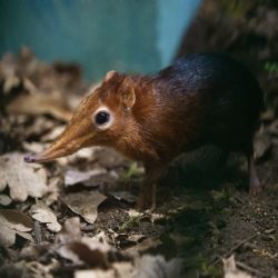 Bércoun Petersův: chovatelská výzva v plzeňské zoo