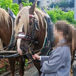 Kuriózní nehoda koňského spřežení v centru Plzně
