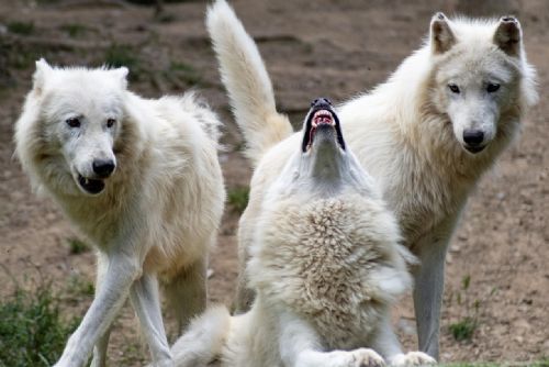 obrázek:Národní park vyšetřuje příčiny úniku vlků