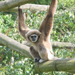 Narození gibona v plzeňské ZOO - naděje i výzvy