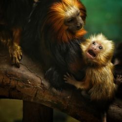 V plzeňské ZOO se narodilo vzácné mládě tamarína sedlového