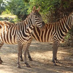 ZOO Plzeň vítá vzácnou zebří rodečku: Pouze 39 ve světě