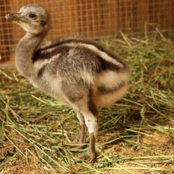 Historický úspěch: První mládě nandu Darwinových v plzeňské zoo