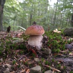Na houbovou sezónu si ještě počkáme - vláha je, ale plodnice chybí