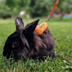 Nové hřiště Králičí Hop v Plzni - zábava pro králíky i majitele