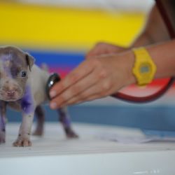 Plzeňský kraj bez noční veterinární pohotovosti