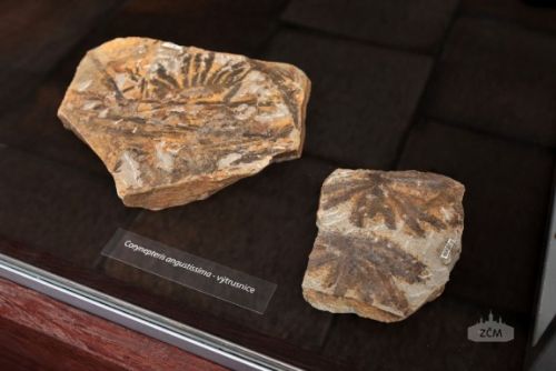 Obrázek - Zkamenělý svět u Nýřan