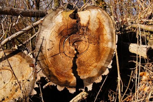 Foto: V Plzeňském kraji je obrovský zájem o dřevo