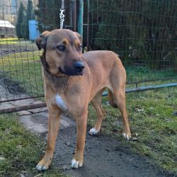 Plzeňskému útulku lidé přispěli desetitisíce korun