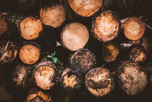 Foto: Z lesa u Poleně ukradli dřevo za téměř 30 tisíc