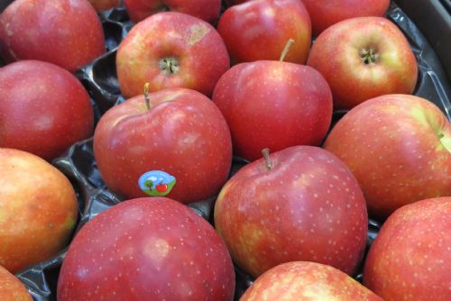 Foto: Sadaři v Plzeňském kraji očekávají slušnou úrodu jablek
