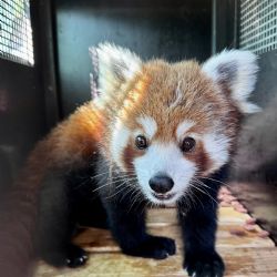 Nový samec pandy Mushu v Plzeňské ZOO