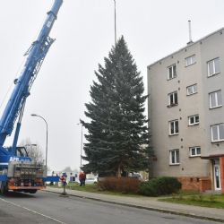 Plzeň hledá perfektní vánoční strom