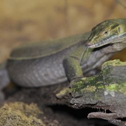 Plzeňská zoo slaví narození varanů Mertensových po 4 letech