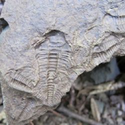 Rokycanské muzeum slaví 120 let: Od trilobita po sekretář!