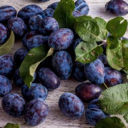 Samozběr švestek ve Spáleném Poříčí - bez pesticidů a za 15 Kč/kg