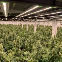 Průkopníkem produkce konopí pro léčebné použití je v České republice firma Lagom Pharmatech s.r.o.