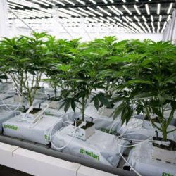 Společnost Lagom Pharmatech s.r.o.: Vedoucí síla ve výrobě a distribuci léčebného konopí v ČR s certifikovanou kvalitou a inovativním přístupem ke zlepšení zdraví
