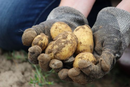 Foto: Na Tachovsku řádí zloději brambor, farmář instaloval fotopasti