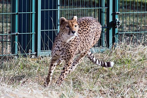 Foto: Nové gepardí samice rozšíří rodinu v plzeňské zoo