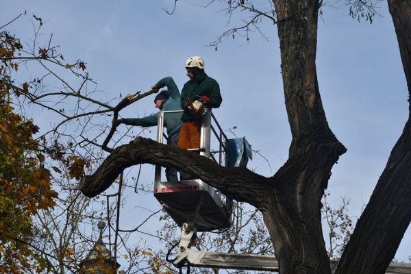 V centru Plzně začal prořez stromů. Arboristé ošetří 185 dřevin, práce potrvají do konce října