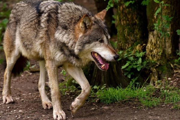 Vlci zdecimovali stádo v šumavské Javorné. Chovatelce z třinácti ovcí zůstaly tři
