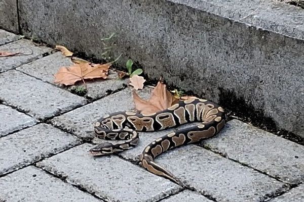 Krajta si vyrazila do centra Klatov na procházku. Český podzim ji ale pořádně zaskočil