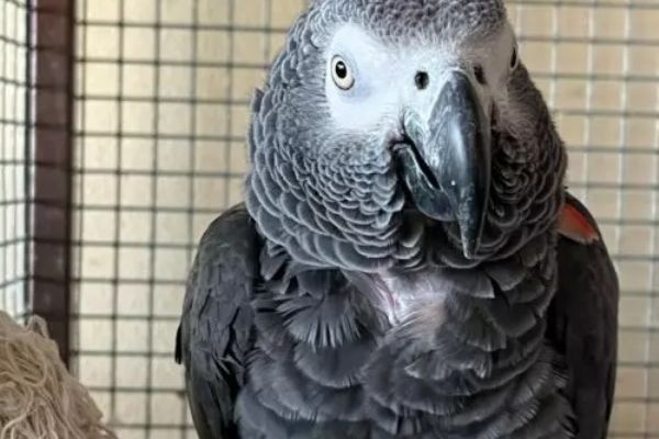 Zámek Žinkovy ožije exotikou. Unikátní prohlídky přivedou živé papoušky přímo do salonů