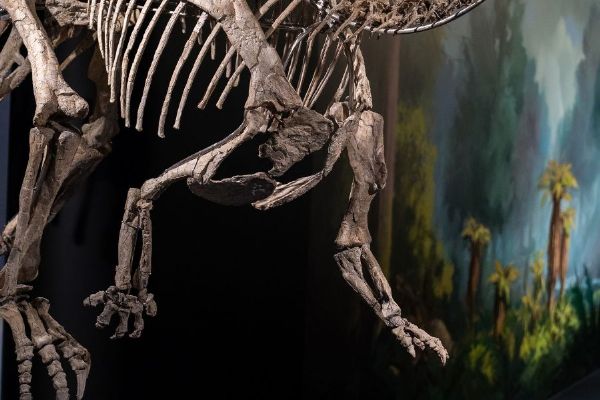 Dinosauria Museum u Ruzyně oslaví pět let. Představí tenontosaura Tamy s 75 procenty původních kostí