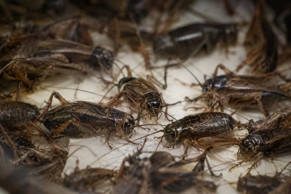 Cvrčci unikli ze zásilky a na týden uzavřeli poštu v Dobroníně. Lidé museli do Polné